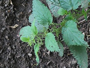 photo of Common Nettle