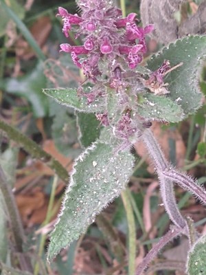 photo of Hedge Woundwort
