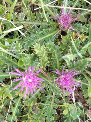 photo of Drawf Thistle