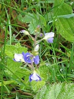 photo of Germander Speedwell