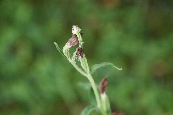 photo of White Helleborine