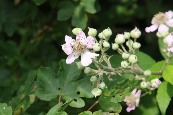 photo of Elm Leaved Bramble