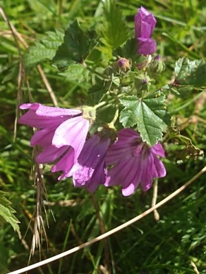 photo of Common Mallow