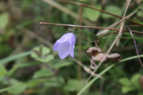 photo of Harebell