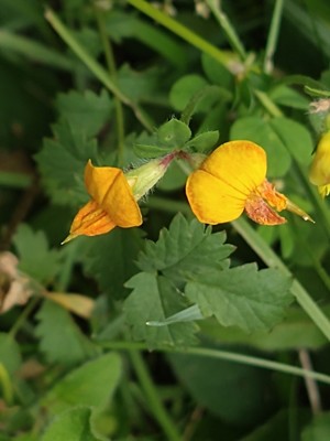 photo of Bird's Foot Trefoil