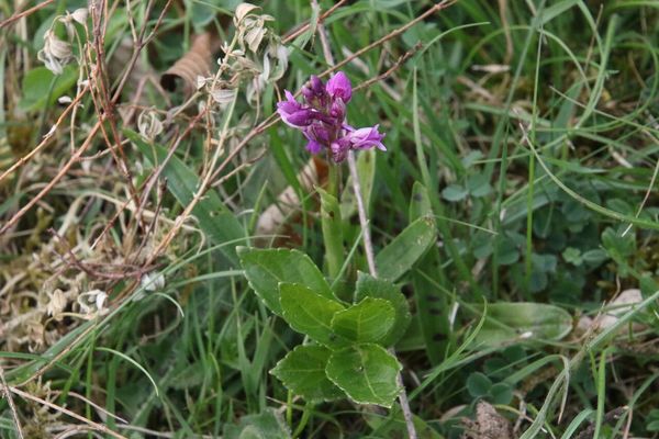 photo of Early Purple Orchid