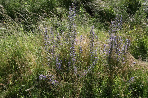 photo of Vipers Bugloss