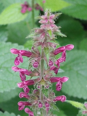 photo of Hedge Woundwort