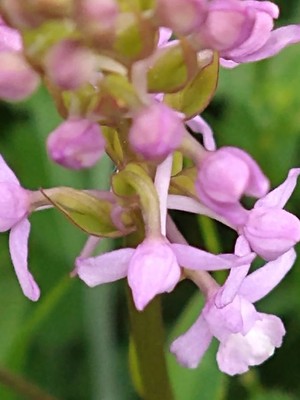 photo of Chalk Fragrant Orchid