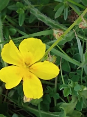 photo of Common Rockrose
