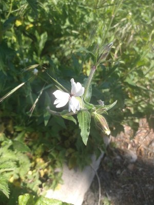 photo of White Campion
