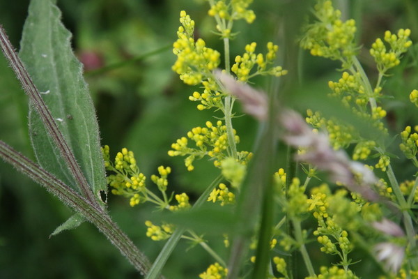 photo of Lady's Bedstraw