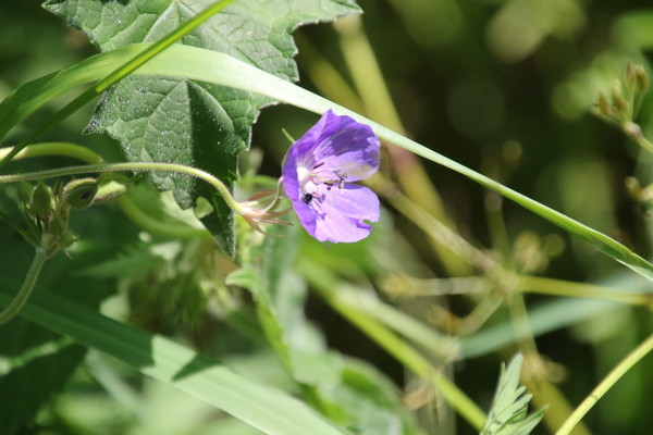 photo of Meadow Crane's Bill