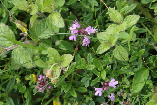 photo of Wild Thyme
