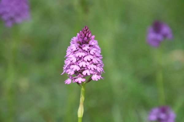 photo of Pyramidal Orchid