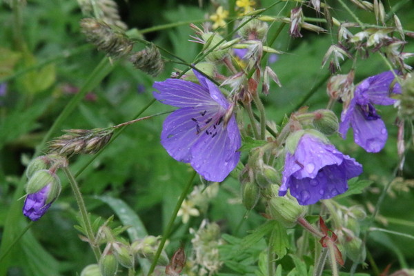 photo of Meadow Crane's Bill