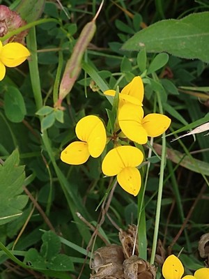 photo of Bird's Foot Trefoil