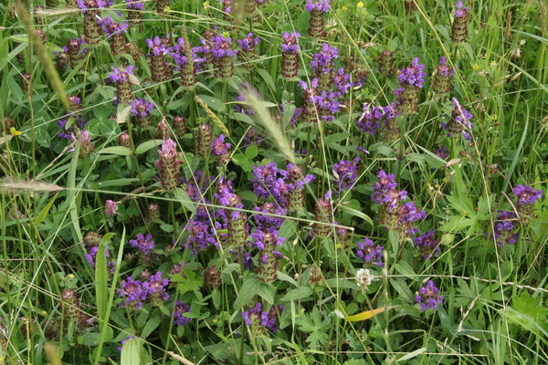 photo of Selfheal