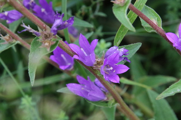 photo of Clustered Bellfower