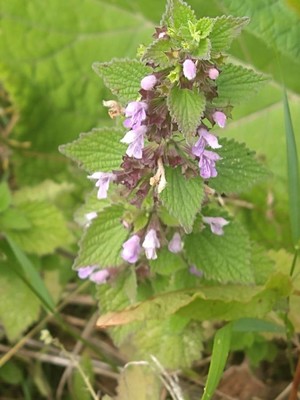 photo of Black Horehound
