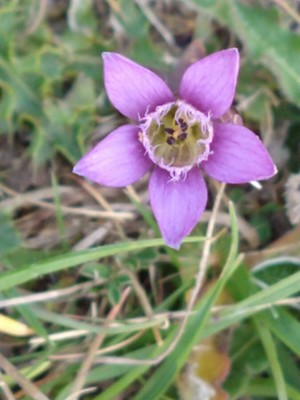 photo of Autumn Gentian