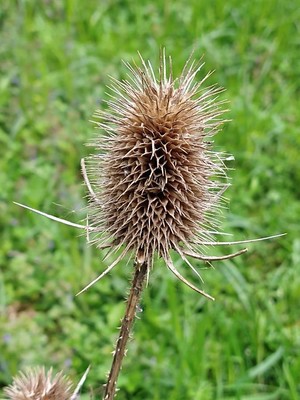 photo of Teasel