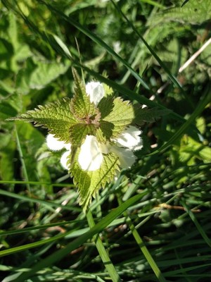 photo of White Dead Nettle