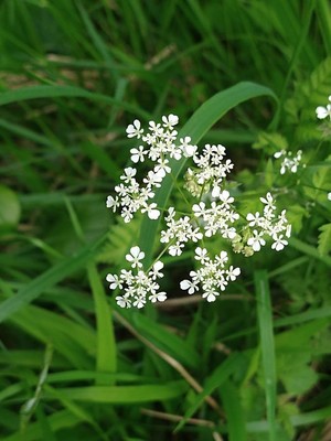 photo of Cow Parsley