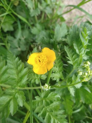 photo of Creeping Buttercup