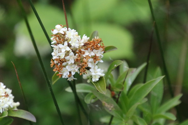 photo of Wild Privet
