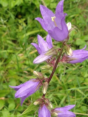 photo of Nettle Leaved Bellflower