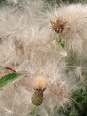 photo of Creeping Thistle