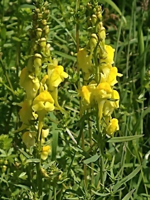 photo of Common Toadflax