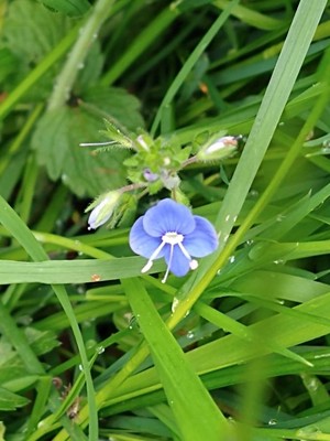 photo of Germander Speedwell
