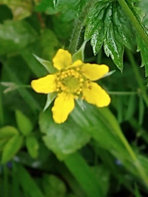 photo of Wood Avens