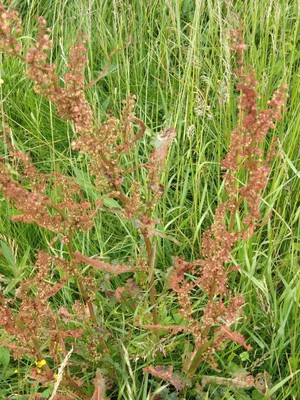 photo of Curled Dock
