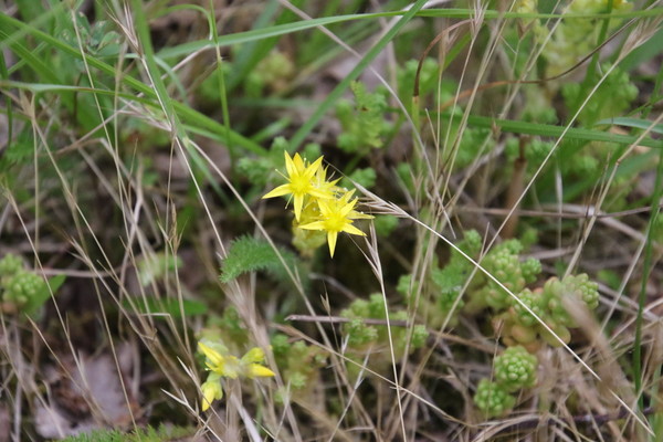 photo of Biting Stonecrop
