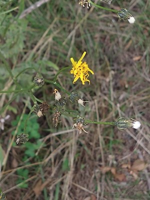 photo of Common Hawkweed