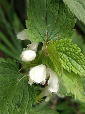 photo of White Dead Nettle