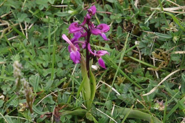 photo of Early Purple Orchid