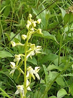 photo of Greater Butterfly Orchid