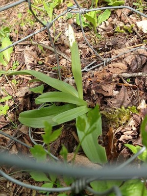 photo of Military Orchid