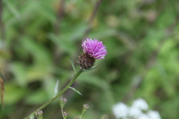 photo of Common Knapweed