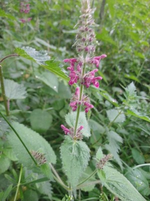photo of Hedge Woundwort