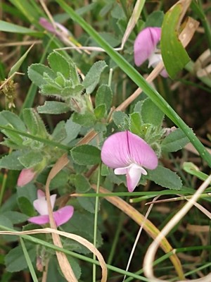 photo of Spiny Restharrow