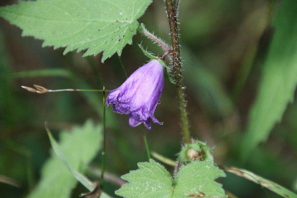photo of Nettle Leaved Bellflower