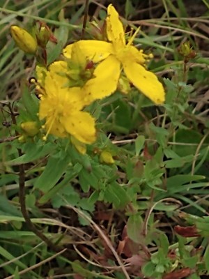 photo of Perforate St. John's Wort