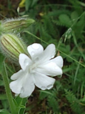 photo of White Campion