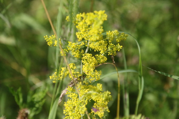 photo of Lady's Bedstraw