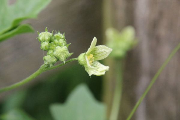 photo of White Bryony